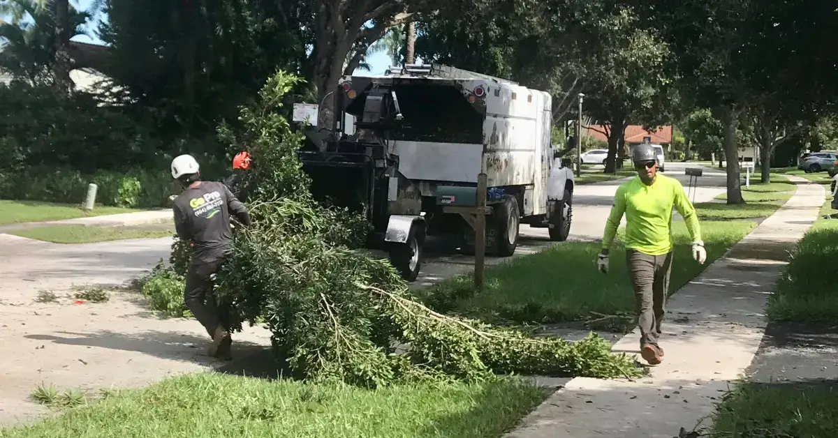 Tree Trimming in Fort Lauderdale, FL | ISA Arborist