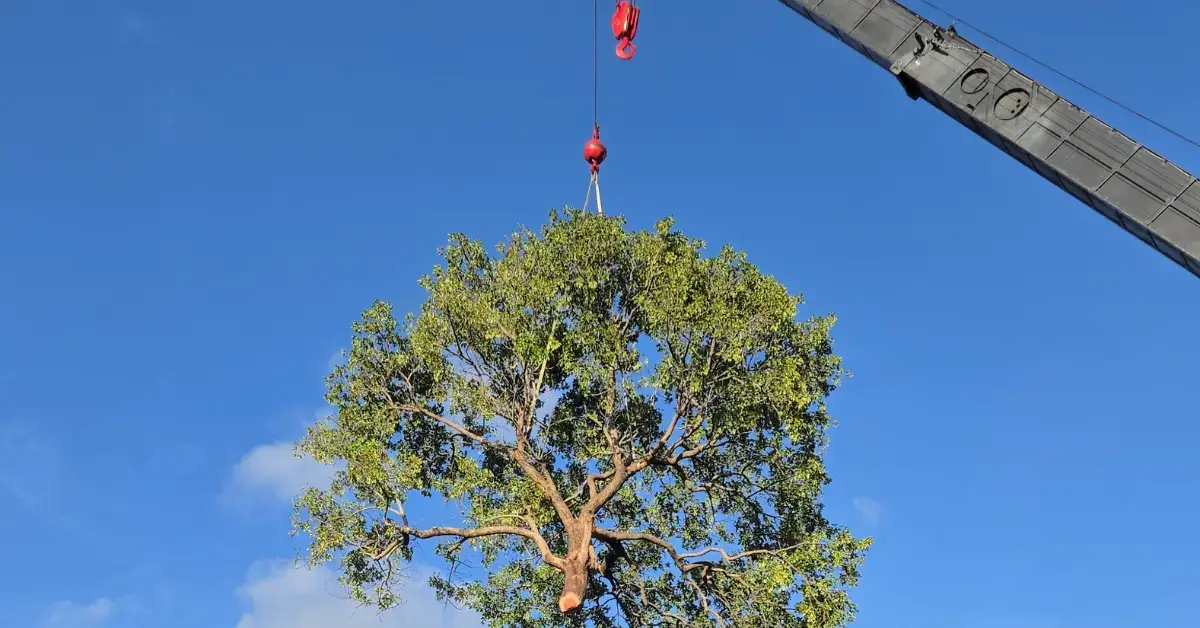 Over 25 Tree Tree Removal in Fort Lauderdale, FL | Licensed & Insured