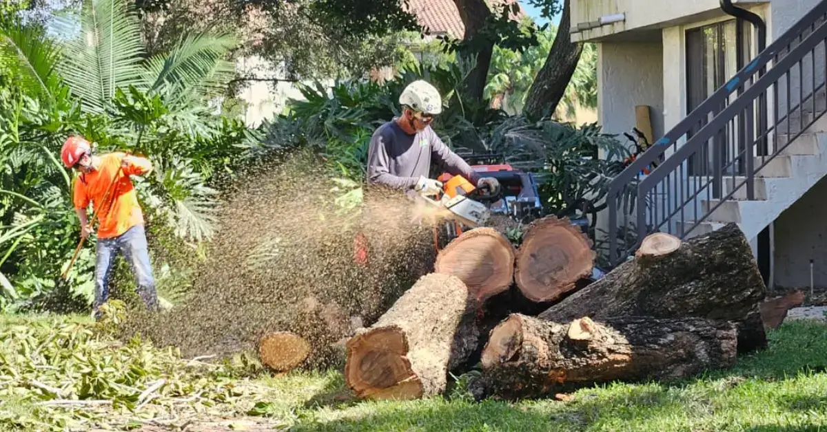Certified arborist examining diseased tree trunk for decay and structural problems during professional tree health assessment